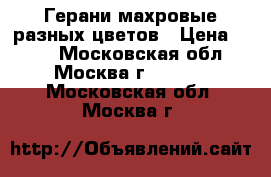 Герани махровые разных цветов › Цена ­ 200 - Московская обл., Москва г.  »    . Московская обл.,Москва г.